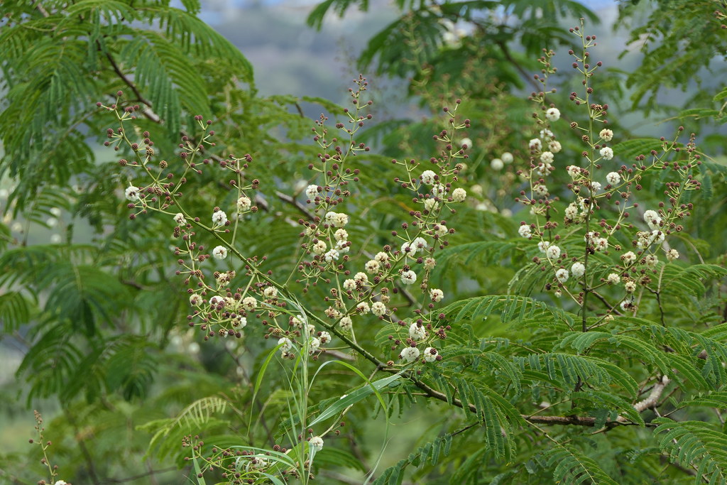 Acacia sp. | Dinesh Valke | Flickr