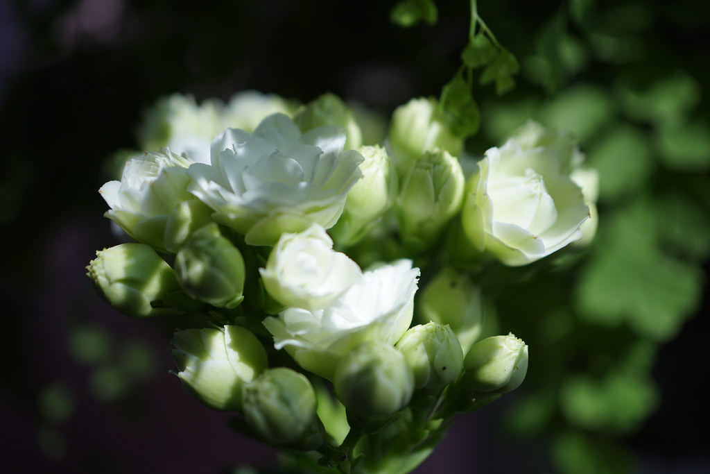 Kalanchoe blossfeldiana 'Calandiva White' at home.
