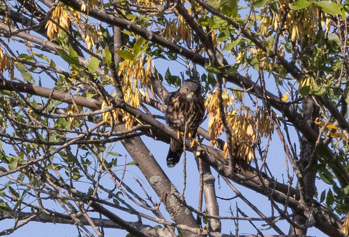 Merlin