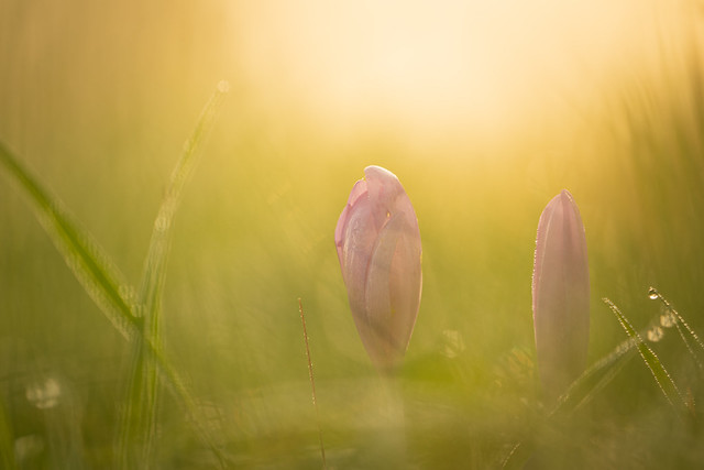 Autumn crocus in a meadow with morning dew at sunrise