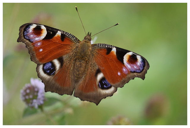 Papillon paon du jour-  Peacock butterfly- DSC_1704_210918_163851G