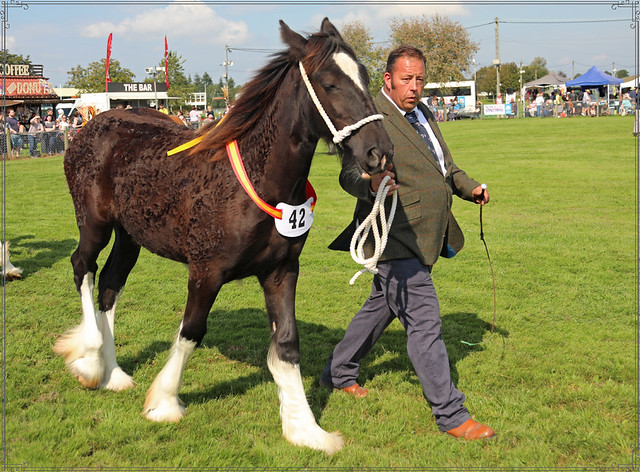 heavy horse and foal show ardingly 2021