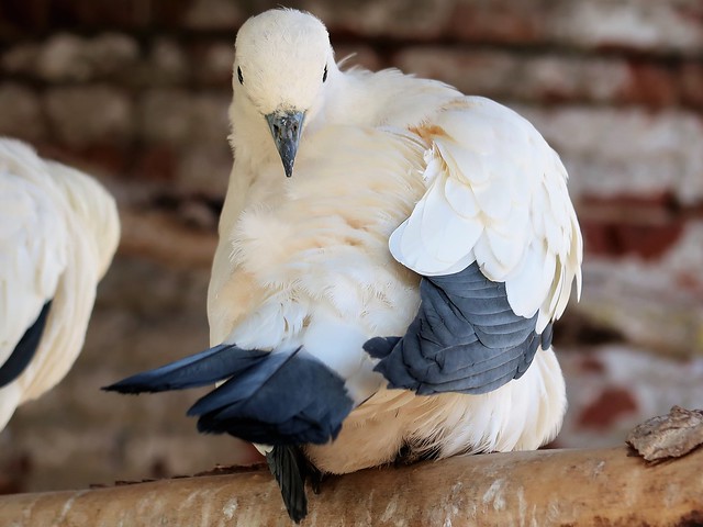 Pied Imperial pigeon