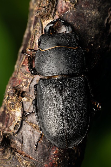 Male Lesser Stag Beetle (Dorcus parallelipipedus)