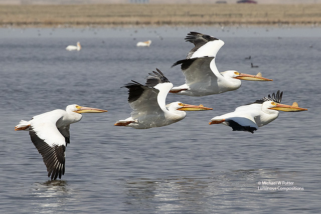 American White Pelican four in flight