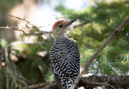 Red-bellied Woodpecker Hatch-year male
