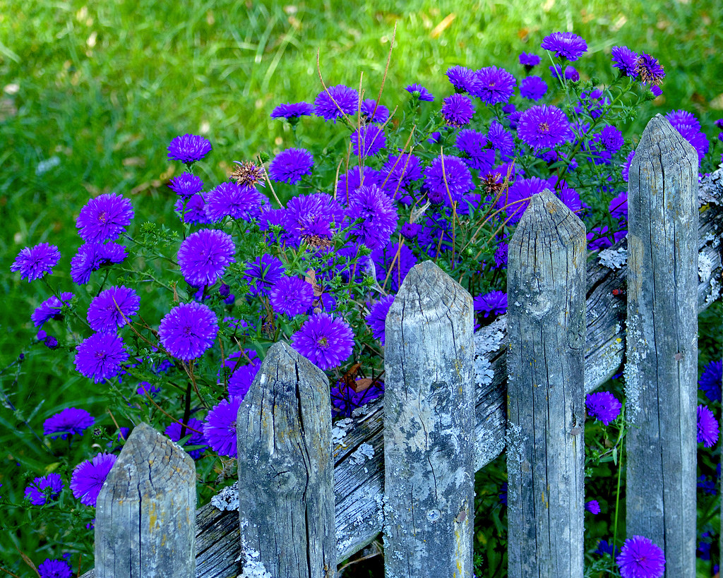 Old Fence & New Flowers