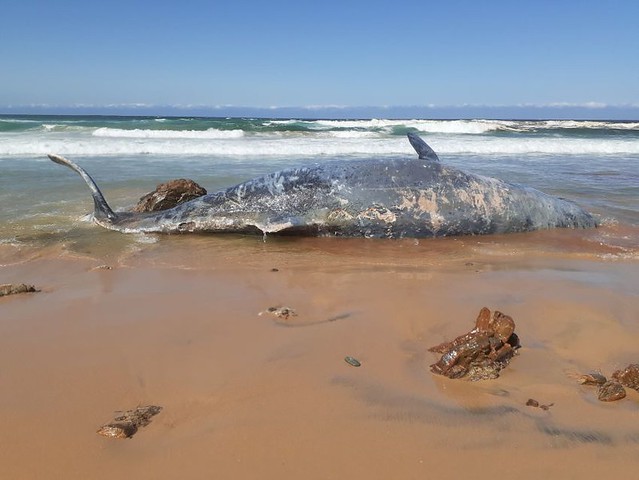 Davis Beach Whale 08/09/2021