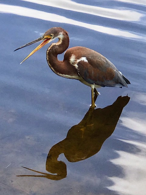 A Heron And Its Reflection