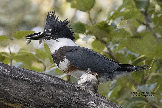 Belted Kingfisher female with two fish