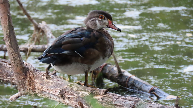 Sweet Wood Duck Youngster