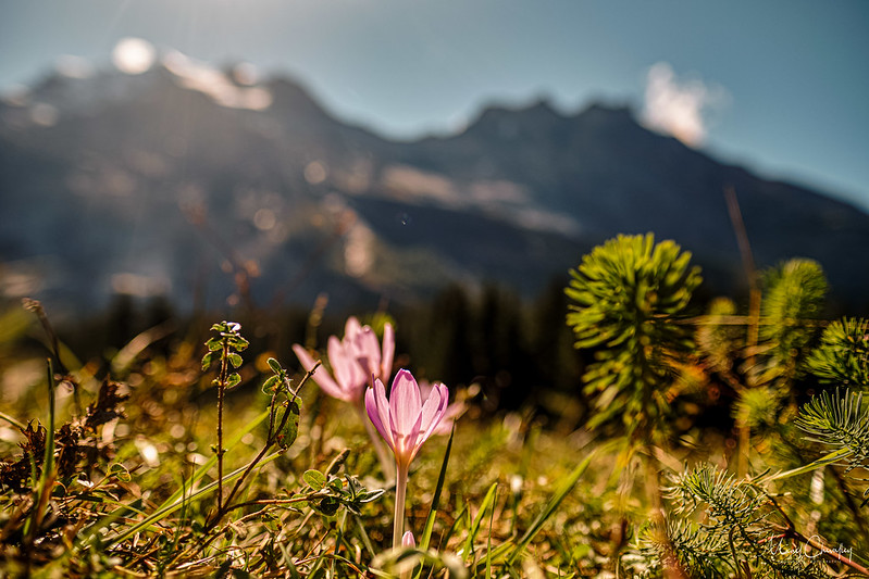 Flore des Alpes