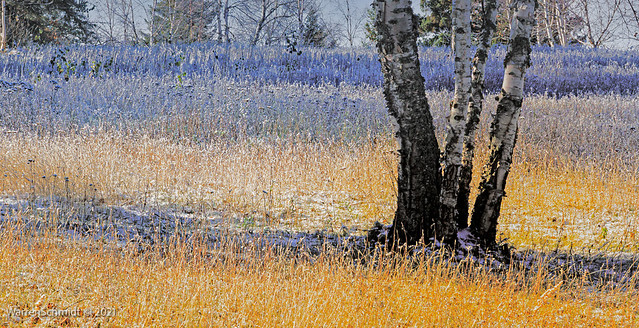 Fall Frost in meadow