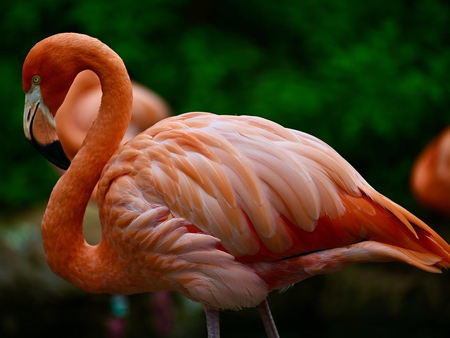Flamingo with nice plumage