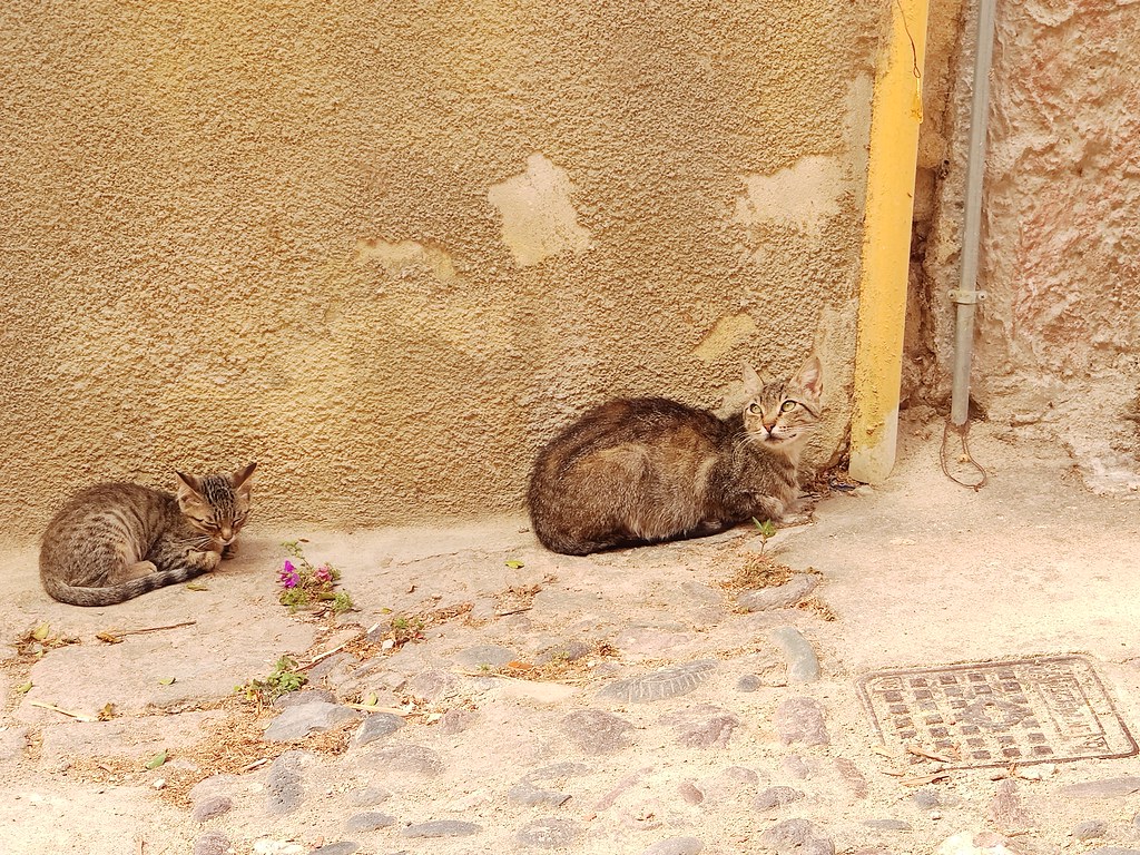 gatti di strada
