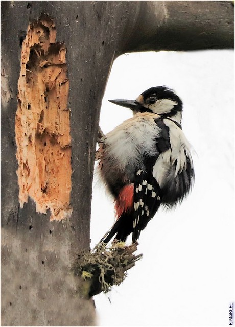 Pic Epeiche (Dendrocopos Major) Great Spotted Woodpecker