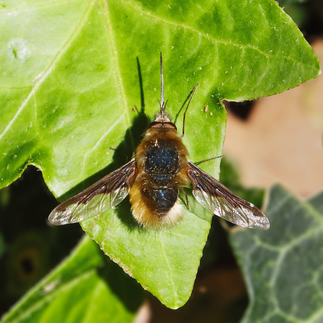 Dark-edged bee fly on an ivy leaf
