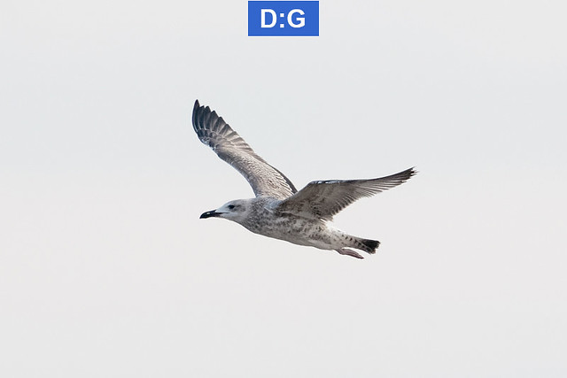 Caspian Gull - juvenile - August - UK