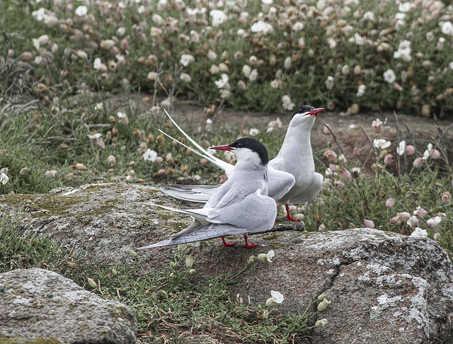 Squabling Artic Terns Isle of May Nature Reserve Scotland