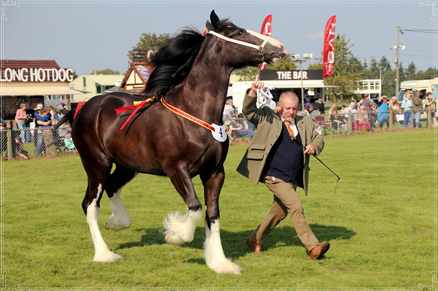 autumn heavy horse show 2021