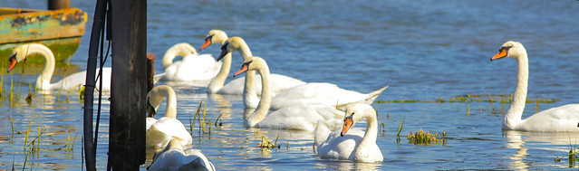 The Beautiful Swans @ Pin Mill