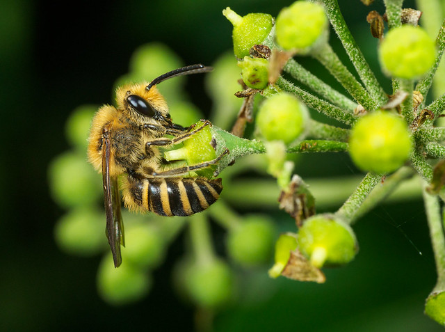 Bee on ivy flower