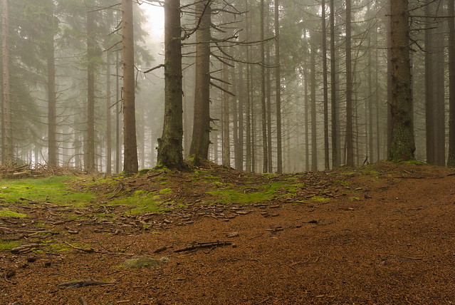 ranní mlha v lese, Šumava