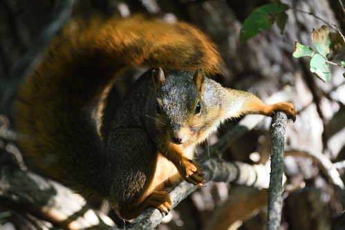 When Squirrels Attack | by Randall R...