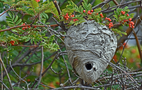 Berries and bugs | by Snixy_85