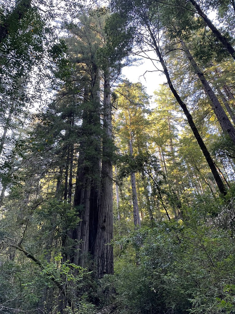 Redwood Nature