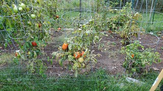 tomatoes_in_garden.jpg | by nemomrtnko-rpi0