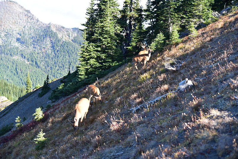 Sunrise Ridge Hike