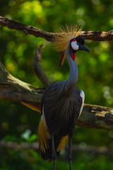 African Crowned Crane at The Honolulu Zoo taken on 2021-09-18T14:23:22-08:00 by jenlychen86