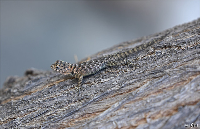 Baja California Spiny Lizard (Sceloporus zosteromus)