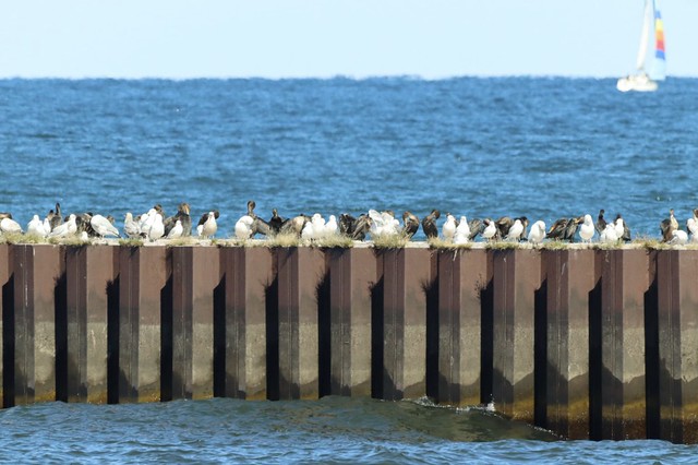 Rows of Cormorants and Gulls, Lake Ontario, Sodus Point, NY
