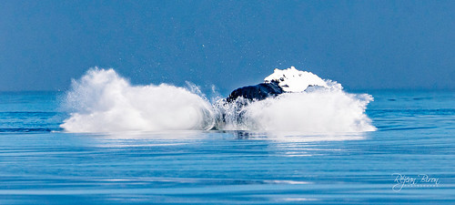 RORQUAL À BOSSE - HUMPBACK WHALE | by réjean2013