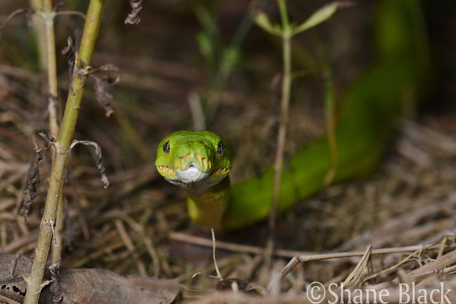 Green Python (Morelia viridis)