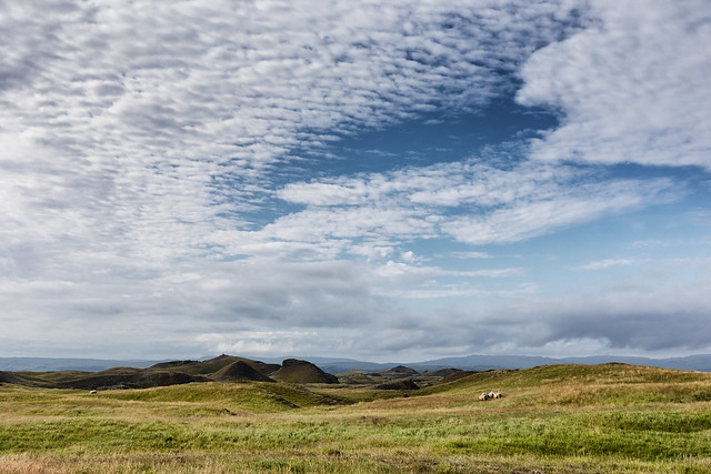 Free roaming sheep in Iceland