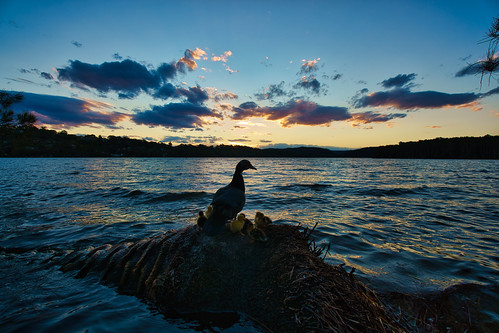 sony tamron ultrawide ducks sunset narrabeen lagoon water clouds nature tree family explore