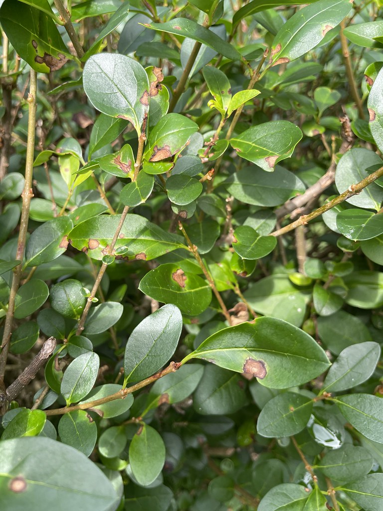 Privet: Leaf spot. Likely Pseudocercospora ligustri (Syn with Cercospora of privet probably) on privet hedges, Ligustrum ovalifolium.