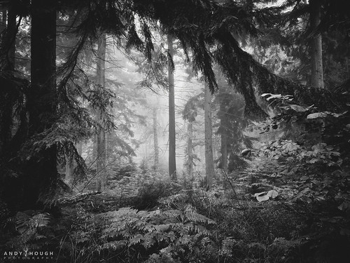 Looking in by Andy Hough Photography, A view from the edge of the wood looking in where the morning light brightens the mist that settles 