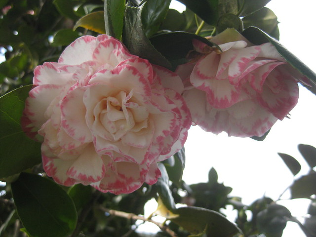 Margaret Davis Camellia Blooms - Preston