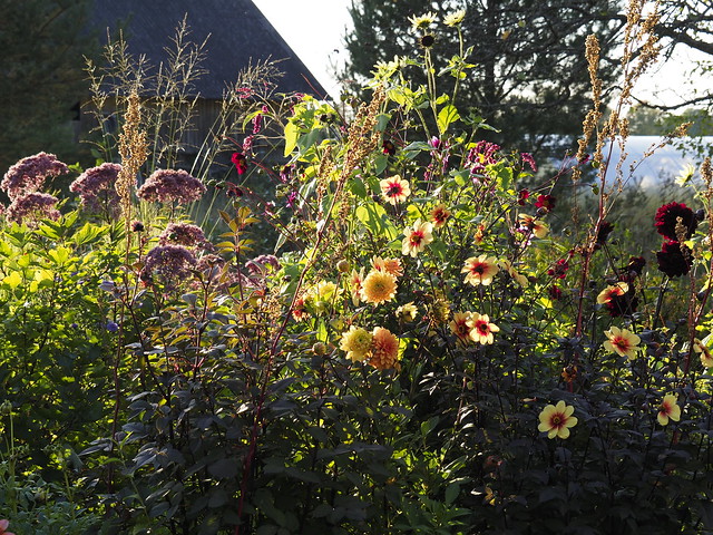 Dahlia Bed