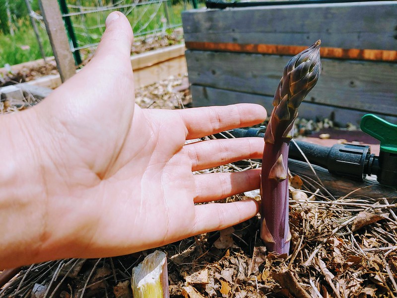 Purple Asparagus Coming In