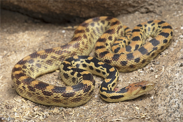 Baja Gopher Snake (Pituophis vertebralis bimaris)