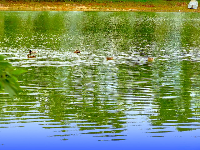 Lake Reflections