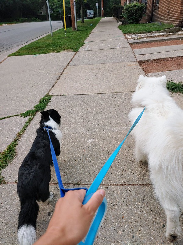 Double Dog Walk