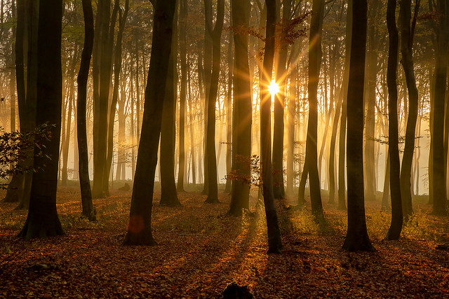 Herbstwald am Morgen