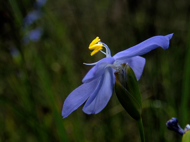 Morning Iris (Orthosanthus laxus)