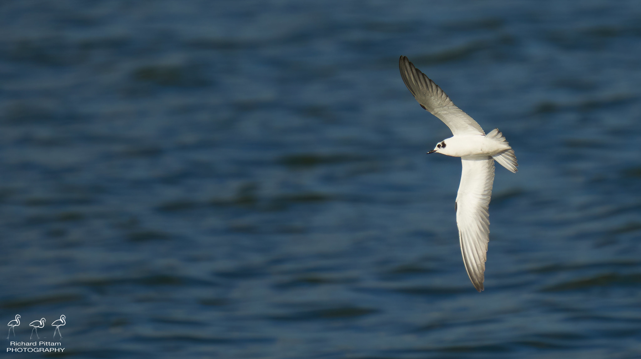 White-winged [black] Tern